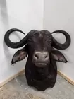 CAPE BUFFALO SHOULDER MOUNT