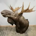 MOOSE TAXIDERMY MOUNT