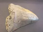 4 1/2 Megalodon Pre Historic Sharks tooth 