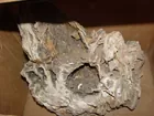 Large Petrified Wood specimen