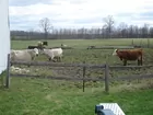Cow and calf (average)