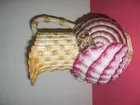 Shell Pitcher