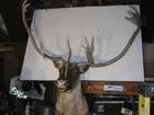 caribou mount - double paddles