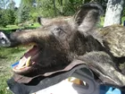 Wild Boar Rug