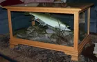 oak showcase coffee table 