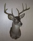 Whitetail Deer Head Mount