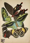 Papillons Plate 1